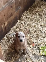 Male A, a male Australian Cattle Dog for sale in Coal City, IN – 4 of 6