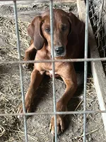 Ellie, a female Redbone Coonhound for sale in Coal City, IN – Photo 2 of 4