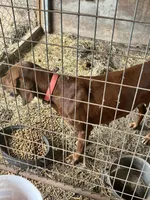Ellie, a female Redbone Coonhound for sale in Coal City, IN – Photo 4 of 4