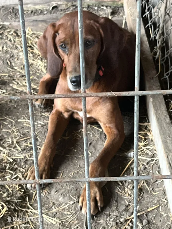 Ellie, a female Redbone Coonhound for sale in Coal City, IN – Photo 1 of 4