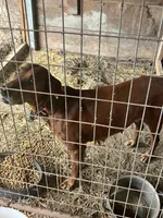Ellie, a female Redbone Coonhound for sale in Coal City, IN – Photo 3 of 4