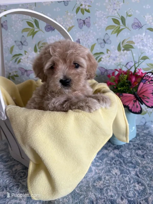 Goldie – Havapoo puppy for sale in Cordes Lakes, AZ