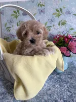 Goldie, a female Havapoo for sale in Cordes Lakes, AZ – 1 of 1
