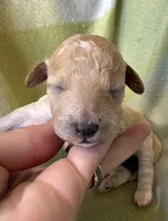 Ria, a female Poodle - Miniature  for sale in Cordes Lakes, AZ – 1 of 4