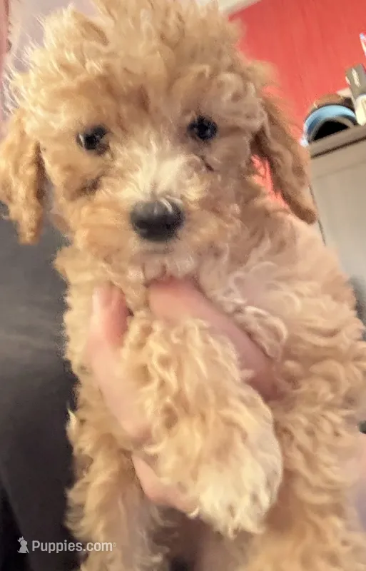 Bay – Poodle - Miniature  puppy for sale in Cordes Lakes, AZ