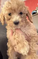 Bay, a male Poodle - Miniature  for sale in Cordes Lakes, AZ – 1 of 1