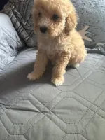 Bay, a male Poodle - Miniature  for sale in Cordes Lakes, AZ – 2 of 2