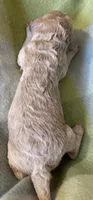 Ria, a female Poodle - Miniature  for sale in Cordes Lakes, AZ – 2 of 4