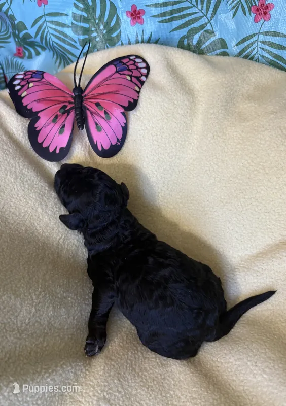 I-La – Poodle - Miniature  puppy for sale in Cordes Lakes, AZ
