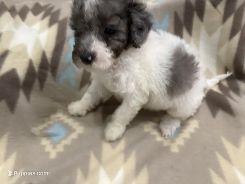 Kai – Poodle - Miniature  puppy for sale in Cordes Lakes, AZ