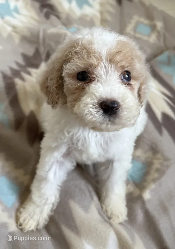 Rio – Poodle - Miniature  puppy for sale in Cordes Lakes, AZ