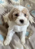 Rio, a male Poodle - Miniature  for sale in Cordes Lakes, AZ – 1 of 2