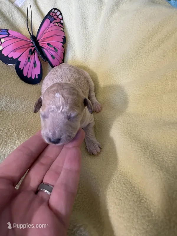 Ria – Poodle - Miniature  puppy for sale in Cordes Lakes, AZ