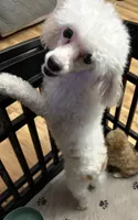 Sacha , a female Poodle - Toy  for sale in Cordes Lakes, AZ – 3 of 3