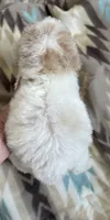 Rio, a male Poodle - Miniature  for sale in Cordes Lakes, AZ – 2 of 2