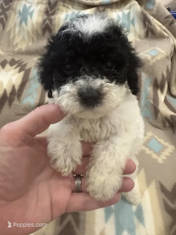 Fin – Poodle - Miniature  puppy for sale in Cordes Lakes, AZ