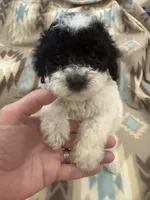 Fin, a male Poodle - Miniature  for sale in Cordes Lakes, AZ – 1 of 7