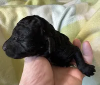 I-La, a female Poodle - Miniature  for sale in Cordes Lakes, AZ – 1 of 4