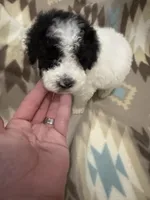 Kov, a male Poodle - Miniature  for sale in Cordes Lakes, AZ – 2 of 8
