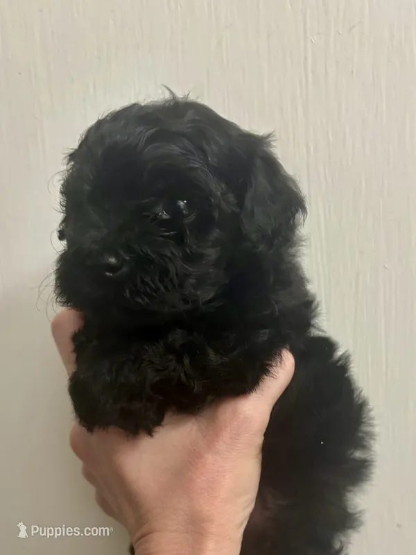 Green  – Havapoo puppy for sale in Cordes Lakes, AZ