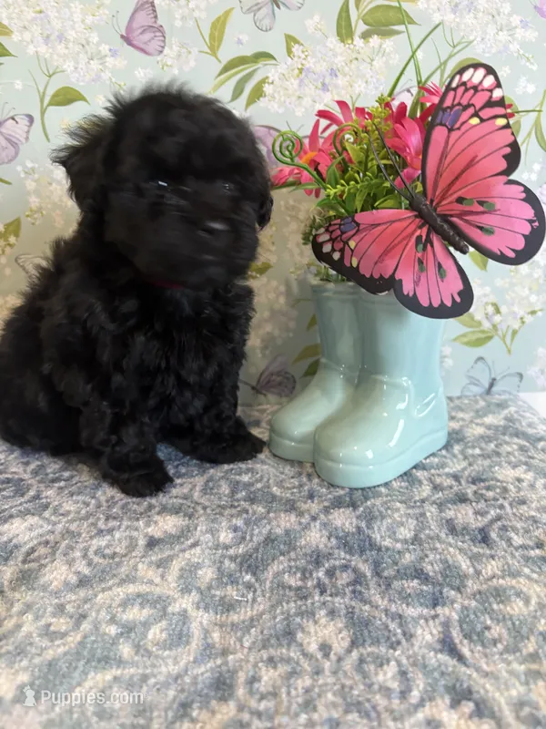 Purple – Havapoo puppy for sale in Cordes Lakes, AZ