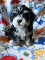 Buddy, a male Havapoo for sale in Cordes Lakes, AZ – Photo 1 of 4