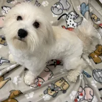 Buddy, a male Havapoo for sale in Cordes Lakes, AZ – Photo 4 of 4