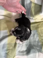 CKC registered Tri-colored Male, a male Havapoo for sale in Cordes Lakes, AZ – Photo 2 of 5