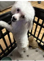 Buddy, a male Havapoo for sale in Cordes Lakes, AZ – Photo 3 of 4