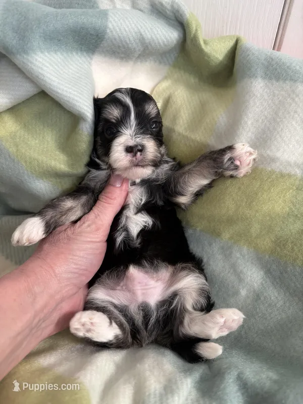 CKC registered Tri-colored Male