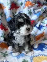 Buddy, a male Havapoo for sale in Cordes Lakes, AZ – Photo 2 of 4