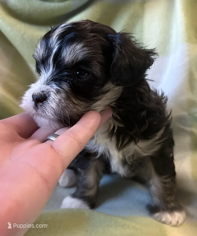 CKC registered Tri-colored Male