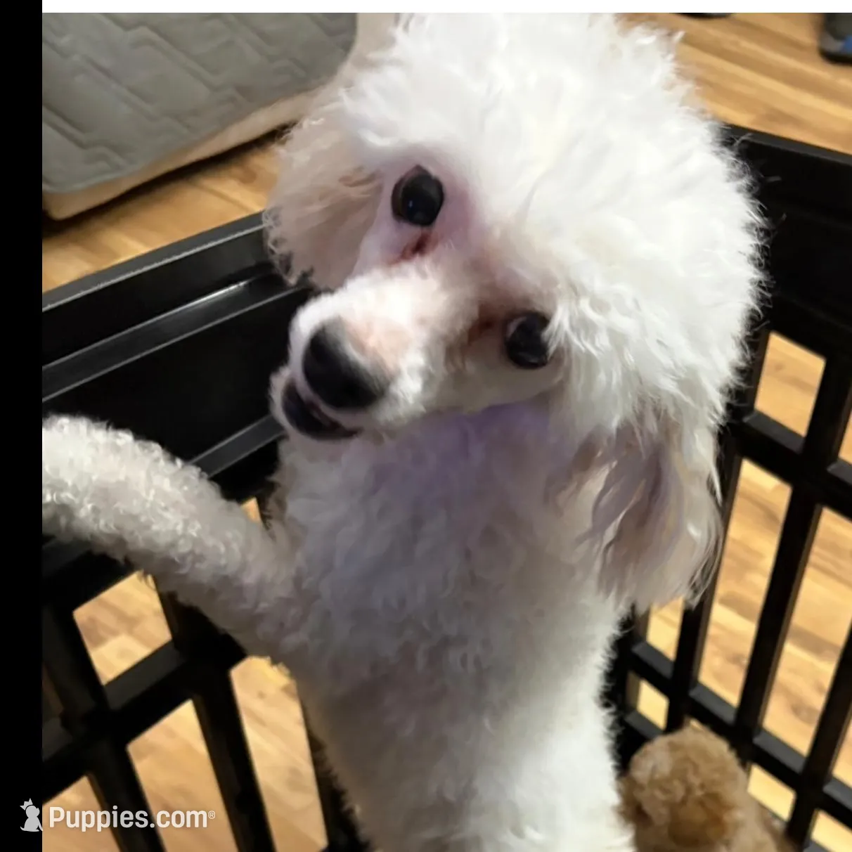 CKC registered Tri-colored Male, a male Havapoo for sale in Cordes Lakes, AZ – Photo 5 of 5