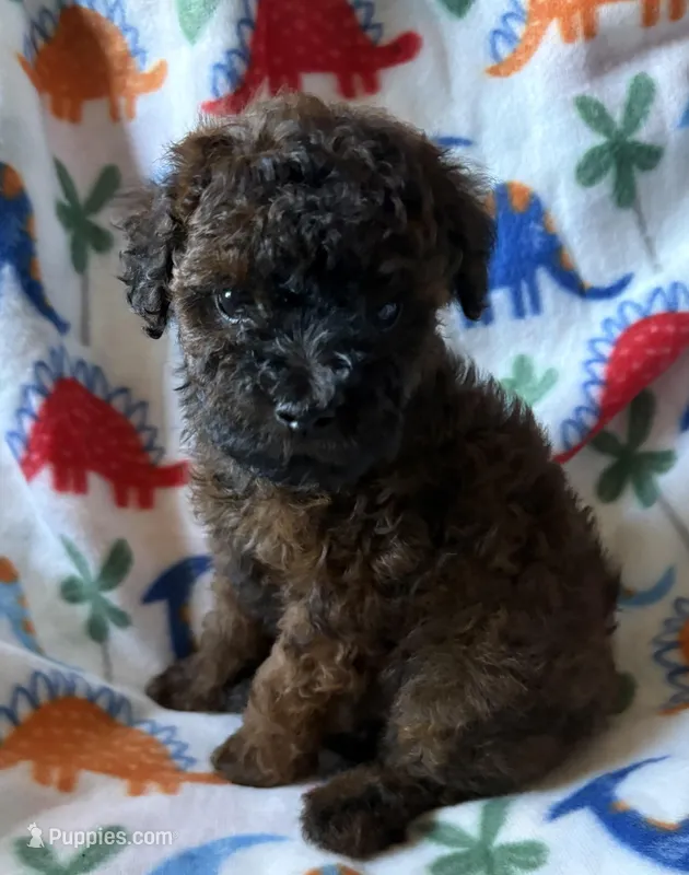 Jack Jack – Havapoo puppy for sale in Cordes Lakes, AZ