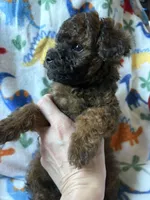 Jack Jack, a male Havapoo for sale in Cordes Lakes, AZ – Photo 2 of 4