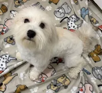 Jack Jack, a male Havapoo for sale in Cordes Lakes, AZ – Photo 4 of 4