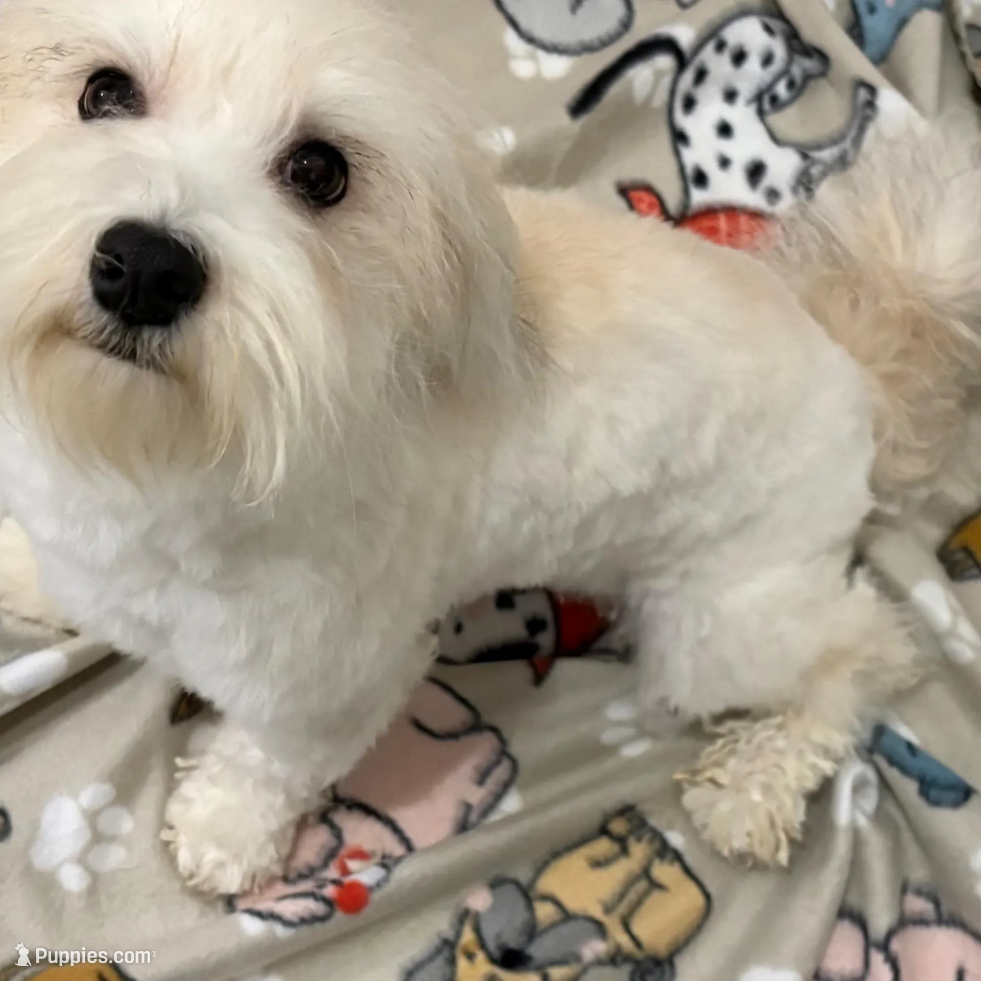 CKC registered Bi colored baby Girl, a female Havapoo for sale in Cordes Lakes, AZ – Photo 4 of 5