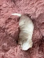 CKC registered Bi colored baby Girl, a female Havapoo for sale in Cordes Lakes, AZ – Photo 3 of 5