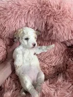 CKC registered Bi colored baby Girl, a female Havapoo for sale in Cordes Lakes, AZ – Photo 2 of 5