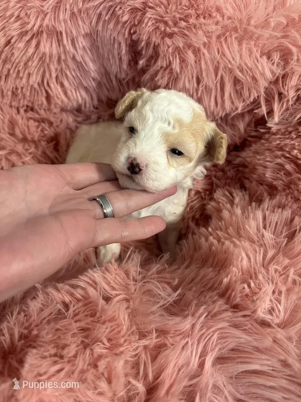 CKC registered Bi colored baby Girl