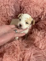 CKC registered Bi colored baby Girl, a female Havapoo for sale in Cordes Lakes, AZ – Photo 1 of 5