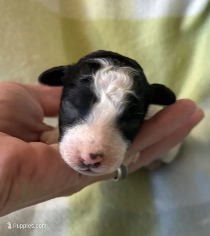 Kov – Poodle - Miniature  puppy for sale in Cordes Lakes, AZ