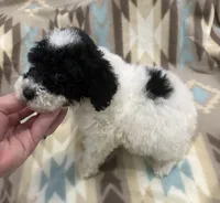 Fin, a male Poodle - Miniature  for sale in Cordes Lakes, AZ – 2 of 7
