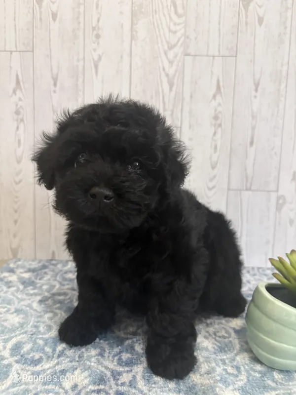 Green  – Havapoo puppy for sale in Cordes Lakes, AZ