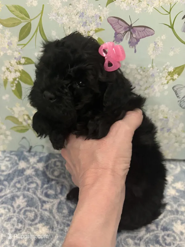 Pink – Havapoo puppy for sale in Cordes Lakes, AZ