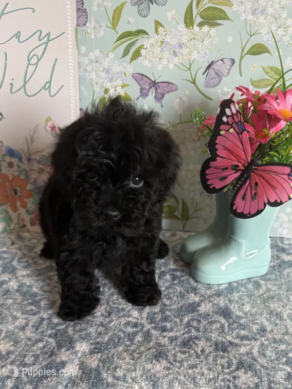 Pink – Havapoo puppy for sale in Cordes Lakes, AZ