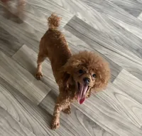 Sacha , a female Poodle - Toy  for sale in Cordes Lakes, AZ – 2 of 3