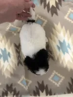 Kov, a male Poodle - Miniature  for sale in Cordes Lakes, AZ – 3 of 8
