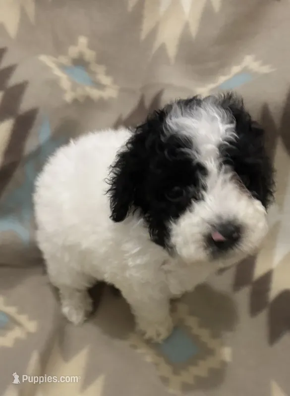 Kov – Poodle - Miniature  puppy for sale in Cordes Lakes, AZ