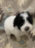 Kov, a male Poodle - Miniature  for sale in Cordes Lakes, AZ – 1 of 8
